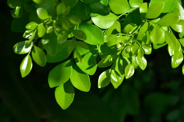 Gros Plan Plantes Aux Feuilles Vertes Poussant Extérieur Jour — Photo