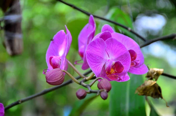 Açık havada büyüyen çiçeklerin kapağını kapatın.