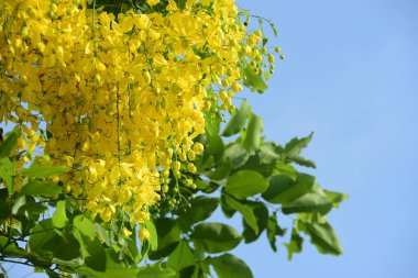 çiçek açan sarı çiçeklerile ağaç görünümü ne kadar yakın 