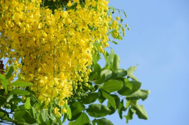 çiçek açan sarı çiçeklerile ağaç görünümü ne kadar yakın 