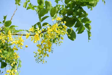 çiçek açan sarı çiçeklerile ağaç görünümü ne kadar yakın 