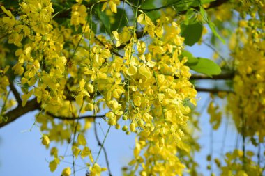 çiçek açan sarı çiçeklerile ağaç görünümü ne kadar yakın 