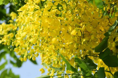 çiçek açan sarı çiçeklerile ağaç görünümü ne kadar yakın 