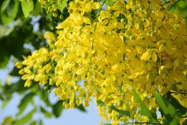 çiçek açan sarı çiçeklerile ağaç görünümü ne kadar yakın 