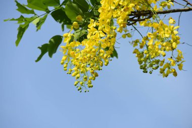 çiçek açan sarı çiçeklerile ağaç görünümü ne kadar yakın 