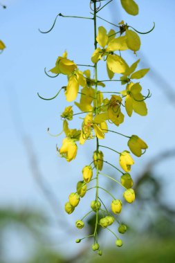 çiçek açan sarı çiçeklerile ağaç görünümü ne kadar yakın 