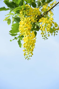 çiçek açan sarı çiçeklerile ağaç görünümü ne kadar yakın 