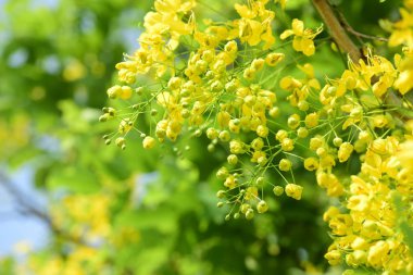 çiçek açan sarı çiçeklerile ağaç görünümü ne kadar yakın 