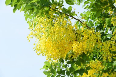 çiçek açan sarı çiçeklerile ağaç görünümü ne kadar yakın 