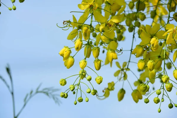 Yellow Green Leaves Tree Garden — Stock Fotó