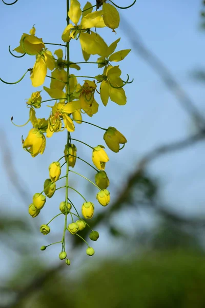 Vista Perto Árvore Com Flores Amarelas Florescentes — Fotografia de Stock