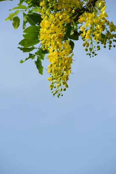 Nahaufnahme Von Baum Mit Blühenden Gelben Blumen — Stockfoto