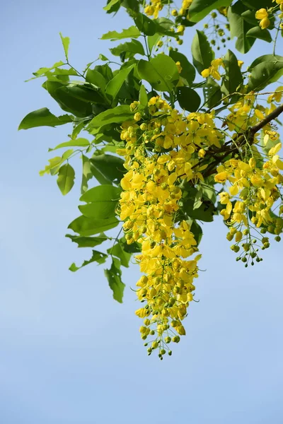 çiçek açan sarı çiçeklerile ağaç görünümü ne kadar yakın 