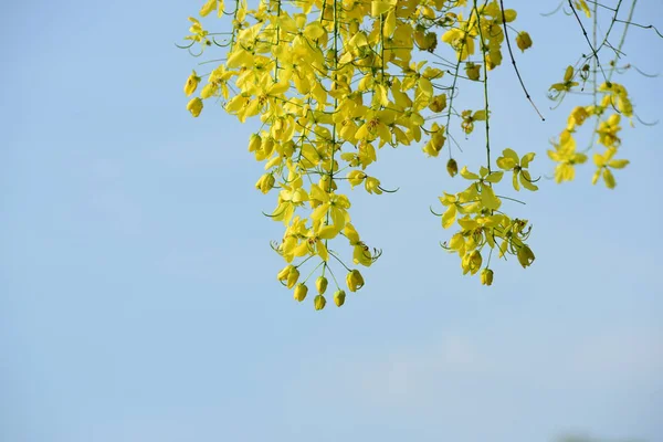 Close View Tree Blooming Yellow Flowers — Stock Photo, Image
