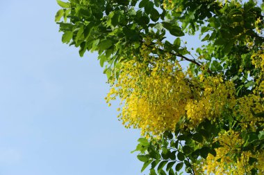 çiçek açan sarı çiçeklerile ağaç görünümü ne kadar yakın 