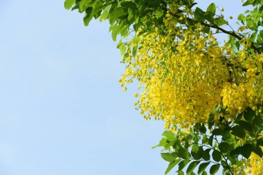 çiçek açan sarı çiçeklerile ağaç görünümü ne kadar yakın 