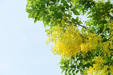 çiçek açan sarı çiçeklerile ağaç görünümü ne kadar yakın 