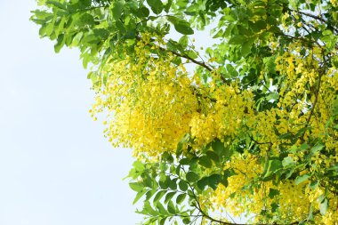 çiçek açan sarı çiçeklerile ağaç görünümü ne kadar yakın 