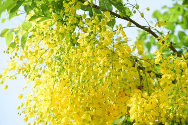 çiçek açan sarı çiçeklerile ağaç görünümü ne kadar yakın 