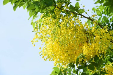 çiçek açan sarı çiçeklerile ağaç görünümü ne kadar yakın 