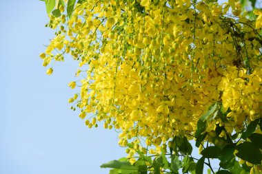 çiçek açan sarı çiçeklerile ağaç görünümü ne kadar yakın 