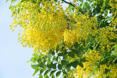 çiçek açan sarı çiçeklerile ağaç görünümü ne kadar yakın 