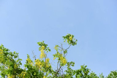 çiçek açan sarı çiçeklerile ağaç görünümü ne kadar yakın 