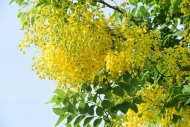 çiçek açan sarı çiçeklerile ağaç görünümü ne kadar yakın 