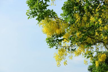 çiçek açan sarı çiçeklerile ağaç görünümü ne kadar yakın 