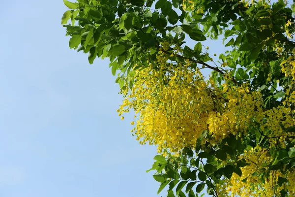 çiçek açan sarı çiçeklerile ağaç görünümü ne kadar yakın 