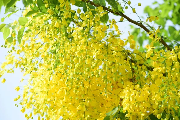 çiçek açan sarı çiçeklerile ağaç görünümü ne kadar yakın 