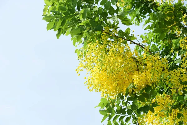 çiçek açan sarı çiçeklerile ağaç görünümü ne kadar yakın 