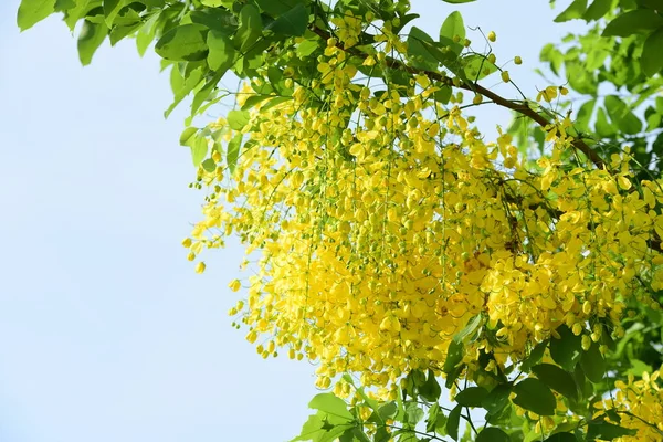 çiçek açan sarı çiçeklerile ağaç görünümü ne kadar yakın 