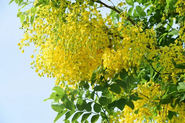 çiçek açan sarı çiçeklerile ağaç görünümü ne kadar yakın 