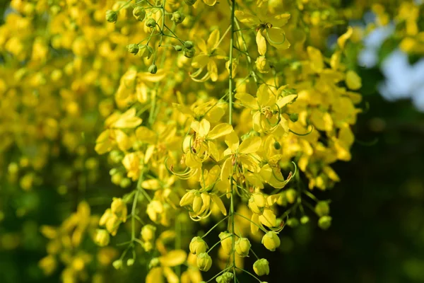 Árbol Con Amarillo Cerca — Foto de Stock