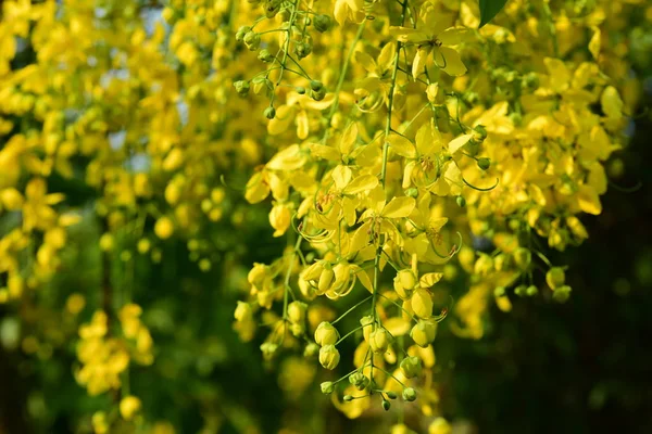 Arbre Avec Gros Plan Jaune — Photo