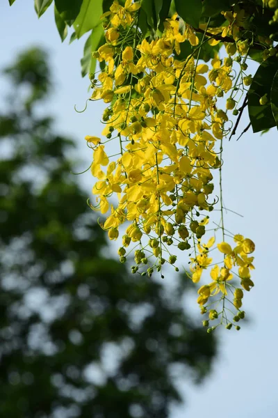 Albero Con Primo Piano Giallo — Foto Stock