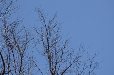 Mavi bulutlu gökyüzü arkaplanındaki ağaçlar 