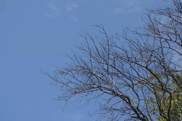 Bomen Blauwe Bewolkte Hemel Achtergrond — Stockfoto