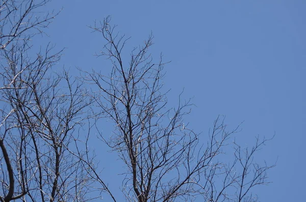 Bäume Auf Blauem Bewölkten Himmel Hintergrund — Stockfoto