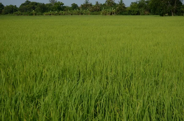 Fondo Hierba Verde Cerca —  Fotos de Stock