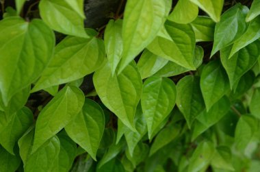 Gündüz vakti açık havada yetişen yeşil yapraklı bitkileri kapatın.