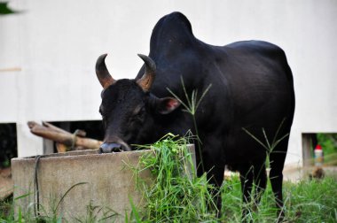 Kırsalda siyah boğa