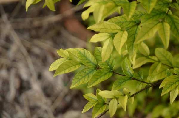 Close Plants Green Leaves Growing Outdoors Daytime — Stockfoto