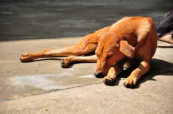 Retrato Cão Bonito Conceito Animal Estimação — Fotografia de Stock