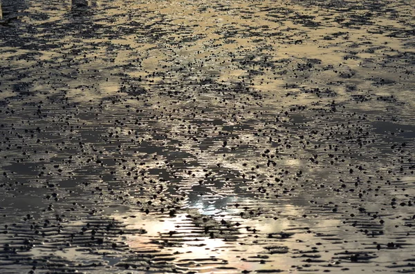 Dirty ground with water at sunset
