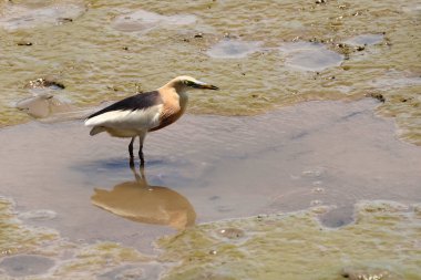 Gündüz vakti deniz kıyısında beslenen kuşların görüntüsü 