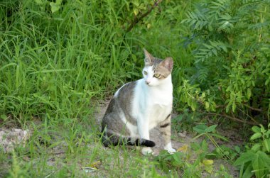 Yeşil ormandaki sevimli kedi.