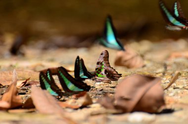 Yerdeki güzel kelebeklere yaklaş  