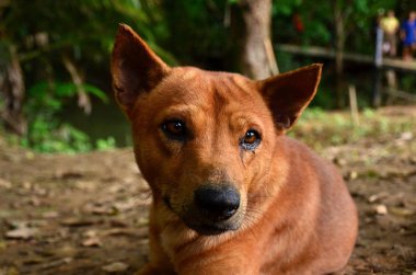 Sevimli köpek portresi, evcil hayvan konsepti 